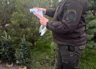 Новогодний рейд: в Одессе обнаружили нарушения при продаже елок, — ФОТО