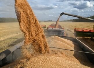 Одна з країн Африки придбала майже 50% української пшениці у грудні, однак ринок перебуває під тиском через повільний експорт.