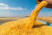 Через російські атаки та погоду експорт ключової зернової культури з України сповільнився до найнижчого рівня за сім років.