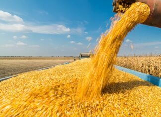 Через російські атаки та погоду експорт ключової зернової культури з України сповільнився до найнижчого рівня за сім років.