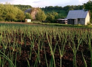 Підтримка агросектору у 2025 році: Державні програми охопили десятки тисяч фермерів, які залучили сотні мільйонів гривень фінансування.