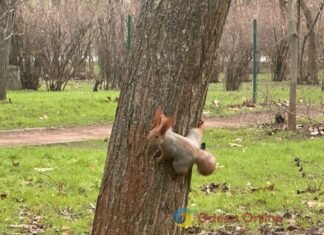 Первые снеговики и крещенские купания: фотохроника недели в Одессе