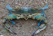На побережье Одесщины обнаружен опасный голубой краб из Атлантики, — ФОТО
