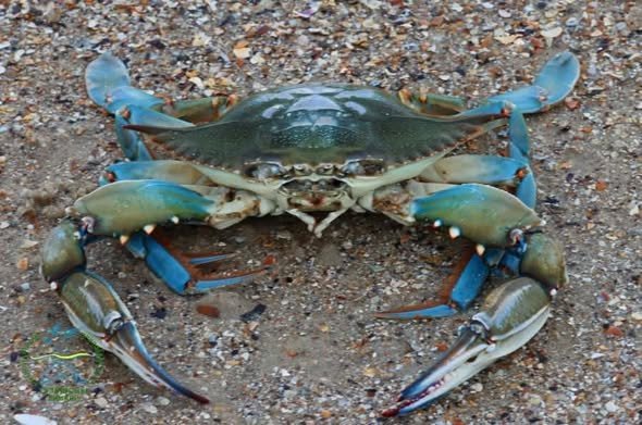На побережье Одесщины обнаружен опасный голубой краб из Атлантики, — ФОТО