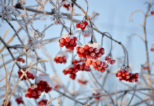 Самые холодные дни за последние годы: синоптик рассказал, какой будет погода в первые дни февраля