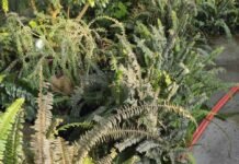 Коллекция редких растений под угрозой: Одесский ботсад поддержал киевских коллег