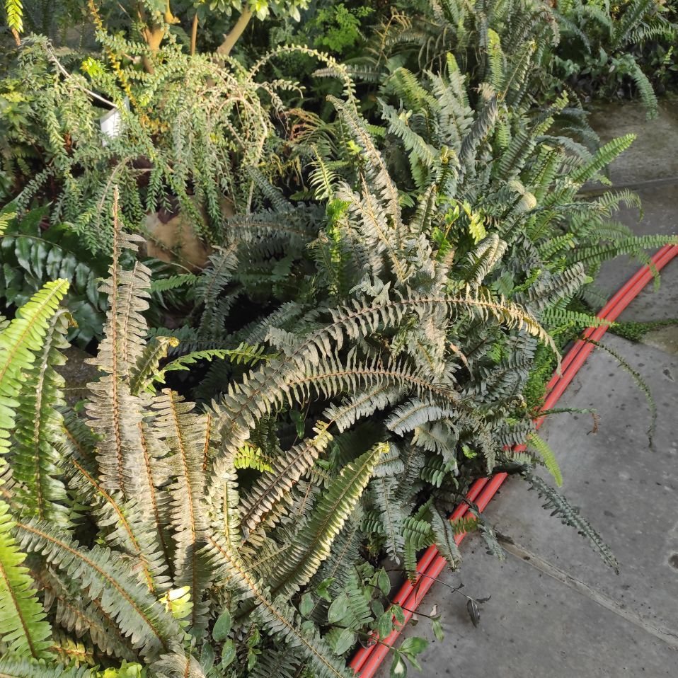 Коллекция редких растений под угрозой: Одесский ботсад поддержал киевских коллег