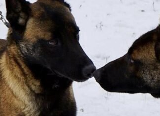 Кассандра и Гару: в Одесской области пограничники получили новых четырехлапых бойцов