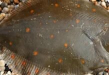 В Одесской области запретили отлов камбалы-глоссы: за одну рыбину — 1700 грн штрафа