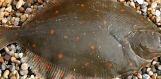 В Одесской области запретили отлов камбалы-глоссы: за одну рыбину — 1700 грн штрафа