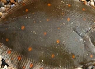 В Одесской области запретили отлов камбалы-глоссы: за одну рыбину — 1700 грн штрафа