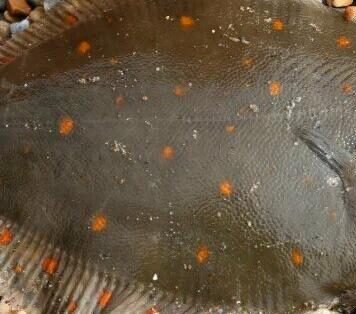 В Одесской области запретили отлов камбалы-глоссы: за одну рыбину — 1700 грн штрафа