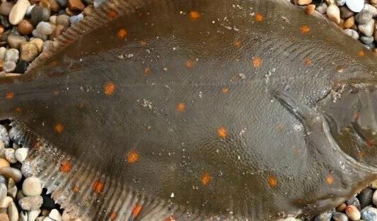 В Одесской области запретили отлов камбалы-глоссы: за одну рыбину — 1700 грн штрафа