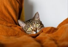 Как понять, что кот вас любит: 12 удивительных фактов о пушистиках