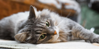 Резкое потепление и дожди: водителей предупредили об опасной погоде