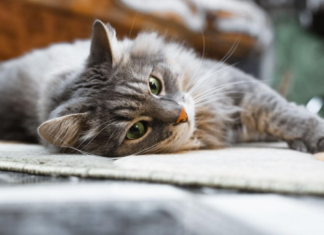 Резкое потепление и дожди: водителей предупредили об опасной погоде