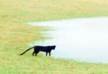 В Британии видели существо из легенд, которые вдохновили Конан Дойля на «Собаку Баскервилей»