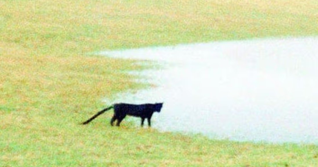 В Британии видели существо из легенд, которые вдохновили Конан Дойля на «Собаку Баскервилей»