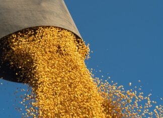 Падіння на 24%: що перешкоджає експорту зернових з України?