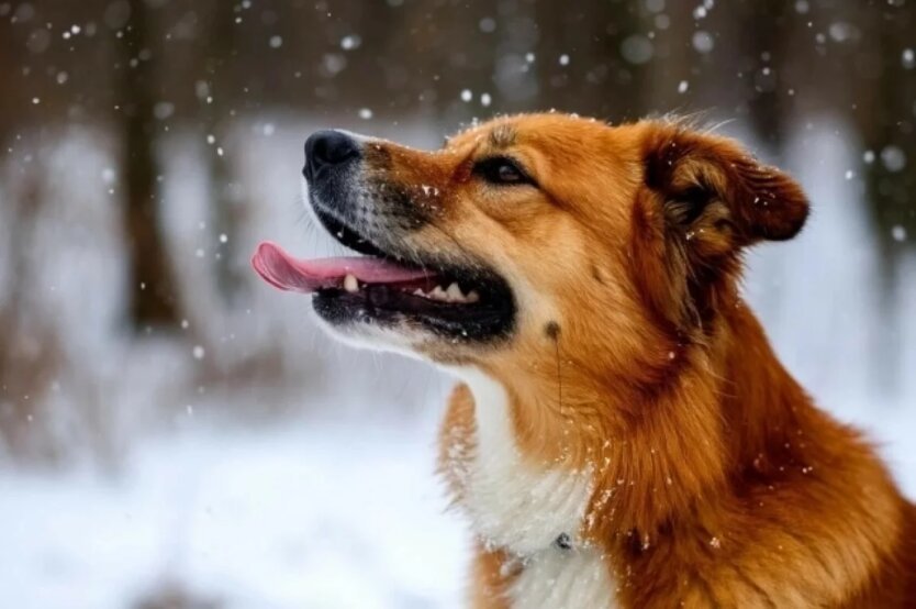 Морозный финал перед оттепелью: синоптик назвала дату долгожданного потепления в Украине