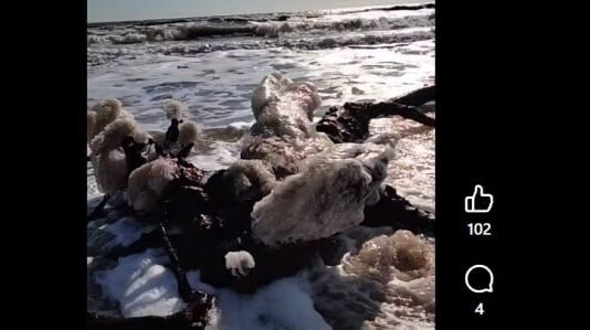 Экологическая катастрофа в Одесском заливе: погибли тысячи птиц