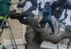 В Одессе начали омолаживающую обрезку исторических софор