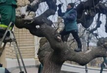 В Одессе начали омолаживающую обрезку исторических софор