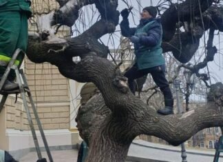 В Одессе начали омолаживающую обрезку исторических софор