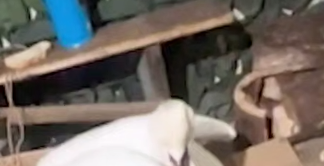 В Одесской области пограничники спасли лебедя, который примерз ко льду