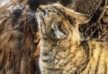 Неожиданные победители: в Одесском зоопарке объявили результаты конкурса «Пора года»