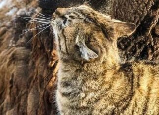 Неожиданные победители: в Одесском зоопарке объявили результаты конкурса «Пора года»