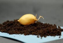 Какие продукты питания люди смогут выращивать и есть на Луне: ученые вырастили ответ (фото)