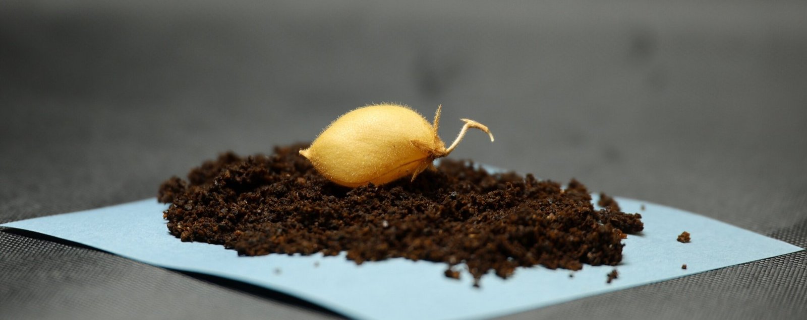 Какие продукты питания люди смогут выращивать и есть на Луне: ученые вырастили ответ (фото)