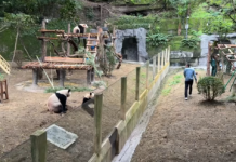 Ветеринар помахал пандам рукой: они устроили вирусный косплей (видео)