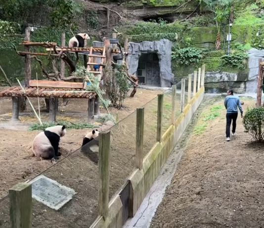 Ветеринар помахал пандам рукой: они устроили вирусный косплей (видео)