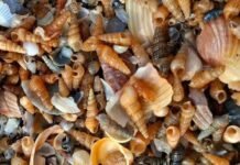 Шторм вынес на побережье Одесщины сотни тысяч маленьких моллюсков