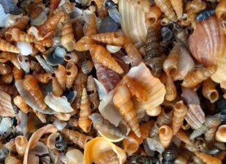 Шторм вынес на побережье Одесщины сотни тысяч маленьких моллюсков