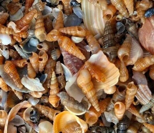 Шторм вынес на побережье Одесщины сотни тысяч маленьких моллюсков