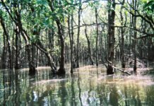 Амбициозный план по спасению мира от наводнений: в океане предлагают высаживать деревья