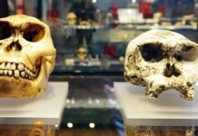 Самый ранний вид человека, возможно, вовсе не человек: что говорят ученые