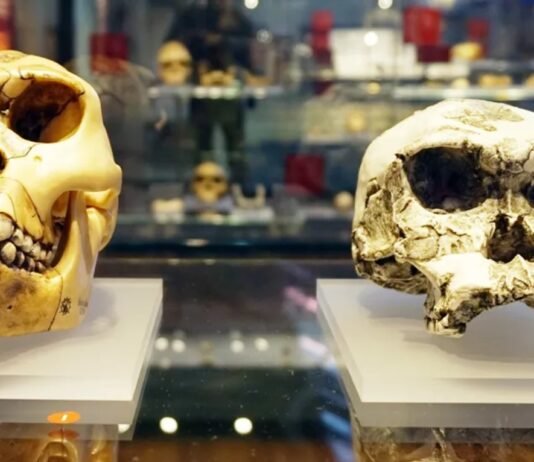 Самый ранний вид человека, возможно, вовсе не человек: что говорят ученые