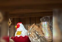 Перепутали с экспонатом: сова задремала прямо на полке антикварного магазина (фото)