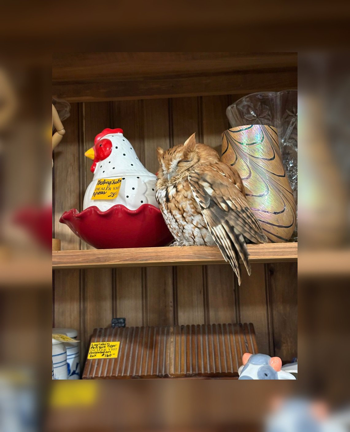 Перепутали с экспонатом: сова задремала прямо на полке антикварного магазина (фото)