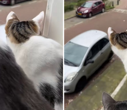 Домашний кот узнал о существовании других котов, но не был к этому готов