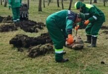 В Одессе за неделю высажено 39 молодых деревьев, — ФОТО