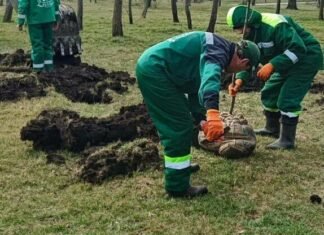 В Одессе за неделю высажено 39 молодых деревьев, — ФОТО