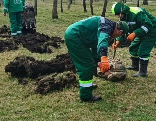 В Одессе за неделю высажено 39 молодых деревьев, — ФОТО