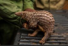 Первая за 10 лет сосновая шишечка: в Ночном сафари родился детеныш редкого панголина (видео)