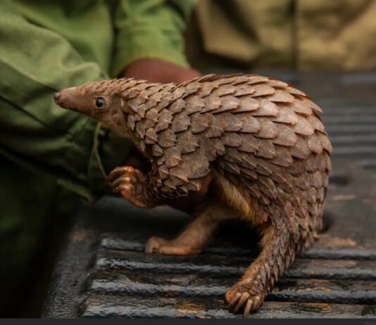 Первая за 10 лет сосновая шишечка: в Ночном сафари родился детеныш редкого панголина (видео)