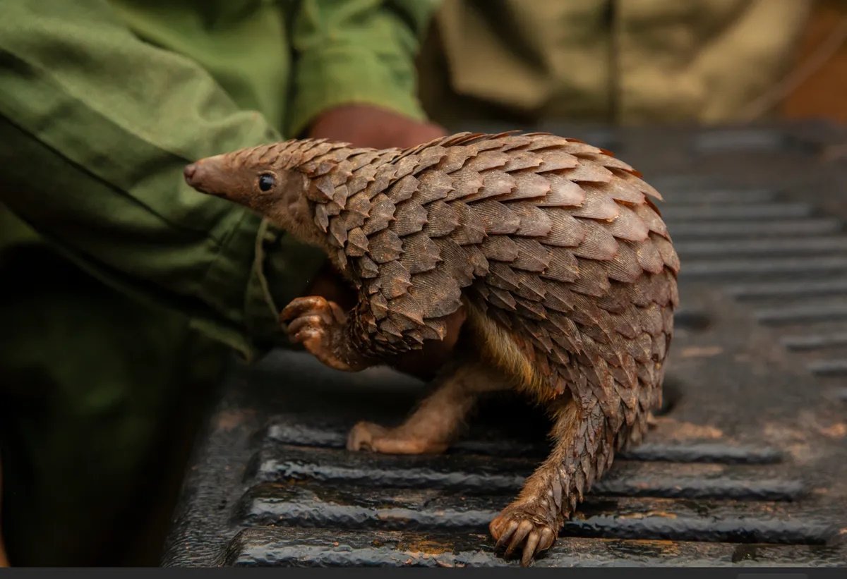 Первая за 10 лет сосновая шишечка: в Ночном сафари родился детеныш редкого панголина (видео)